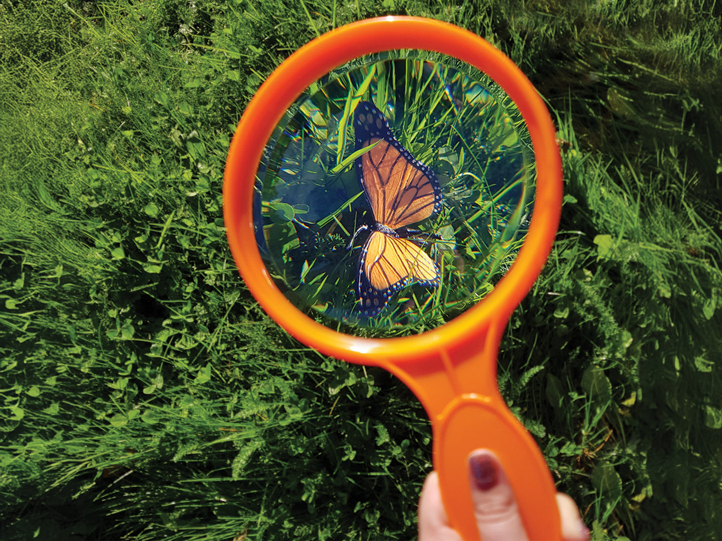 Bug & Plant Taster Kit