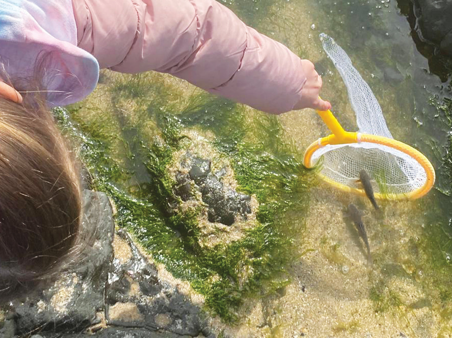Pond Dipping Kit